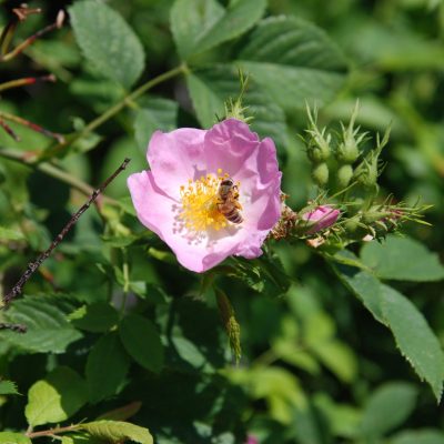 Une abeille butinant une fleur d'églantine