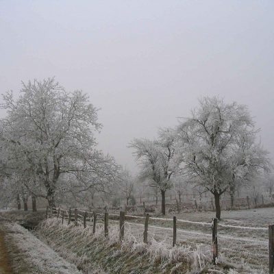 Verger et- arbres enneiges en Alsace